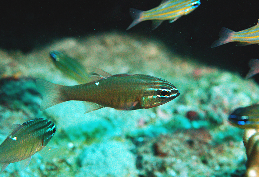 Apogon moluccensis Valenciennes, 1832